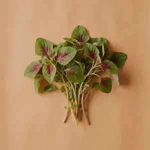 莧菜