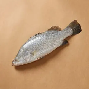 盲鰽
