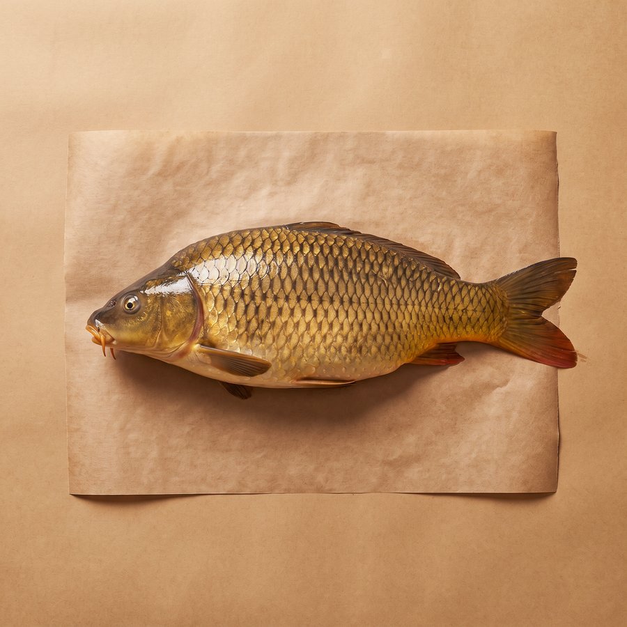 鯉魚