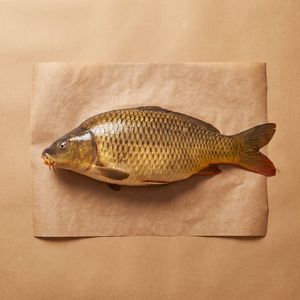 鯉魚