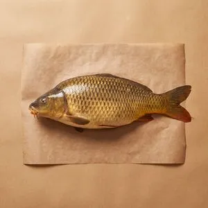 鯉魚