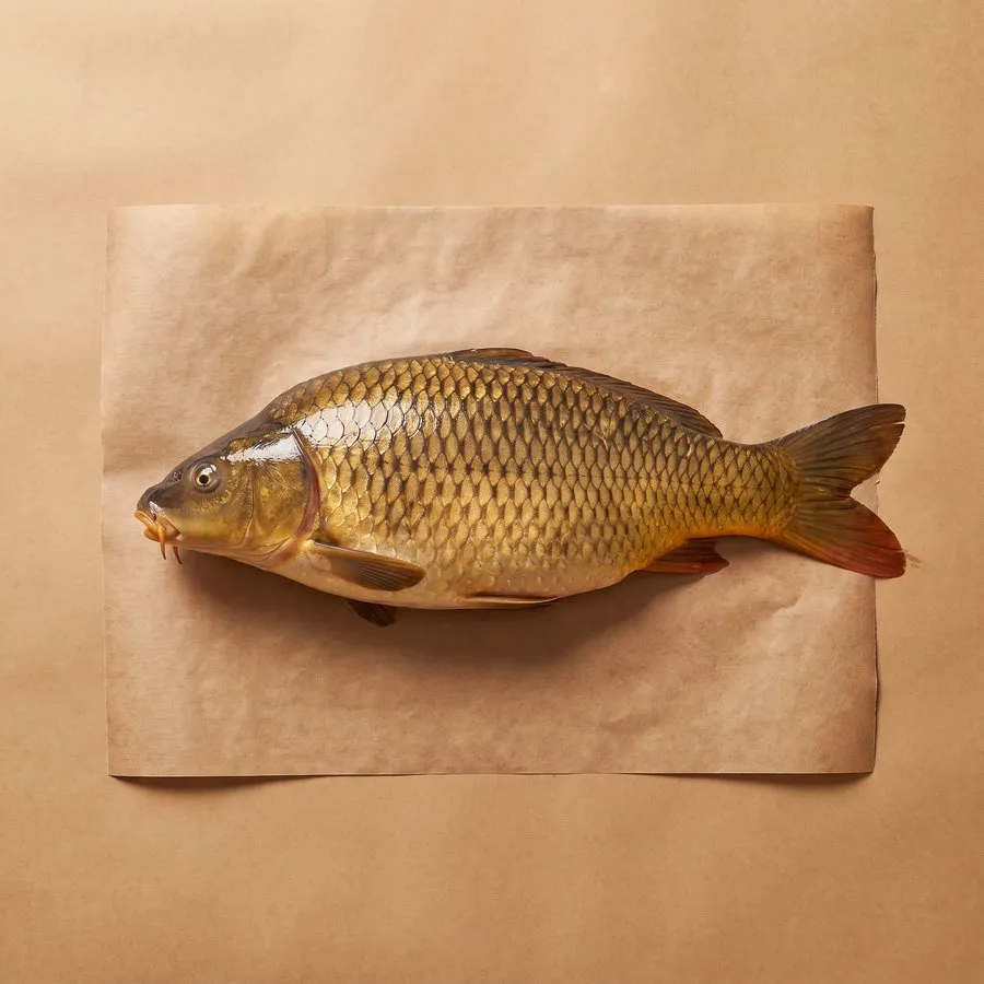 鯉魚