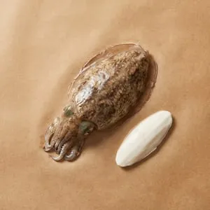 墨魚