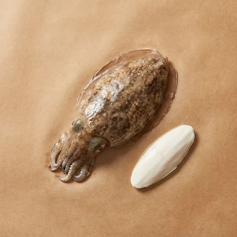 墨魚