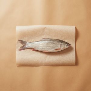 鯪魚