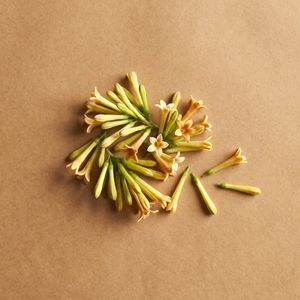 夜香花