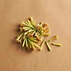 夜香花
