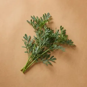臭草