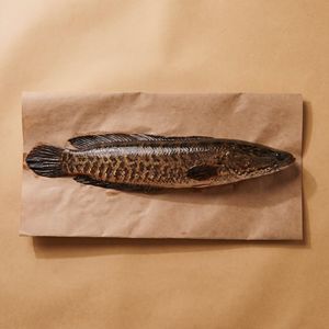 生魚