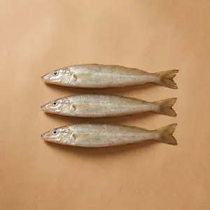 沙鑽