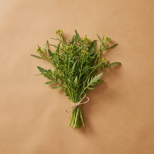 塘葛菜